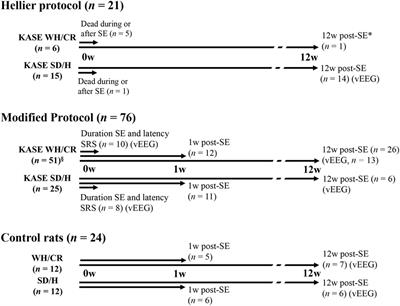 Kainic Acid-Induced Post-Status Epilepticus Models of Temporal Lobe Epilepsy with Diverging Seizure Phenotype and Neuropathology